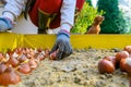 Planting tulip bulbs in a raised flower bed during a beautiful sunny autumn afternoon. Royalty Free Stock Photo