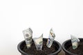 Planting US Dollars in black flower pot isolated on white background. Money tree growth up from ground in concept of financial. Royalty Free Stock Photo