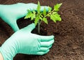 Planting vegetable seedling tomato plant. Background. Royalty Free Stock Photo