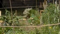 Planting vegetables and flowers, companion plants, in the vegetable garden, early June, through a bamboo frame Royalty Free Stock Photo