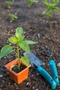 Planting vegetables