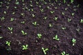 Planting vegetables lettuce leaf on soil in the garden - green young plant growing gardening plantation agriculture concept Royalty Free Stock Photo