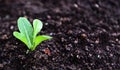 Planting vegetables lettuce leaf on soil in the garden - green young plant growing gardening plantation agriculture concept Royalty Free Stock Photo