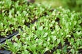 Planting vegetables lettuce leaf on soil in the garden nursery - green young plant growing gardening plantation agriculture Royalty Free Stock Photo