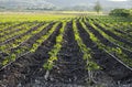 Planting vegetables in long rows . conventional horizontal farming or gardening.system of growing crops in linear pattern