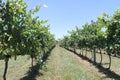 planting vines in a winery Royalty Free Stock Photo