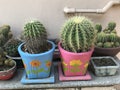 Planting White barrel cactus and Golden barrel cactus. Royalty Free Stock Photo