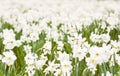 Planting white daffodils, spring time Royalty Free Stock Photo