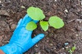 Planting a young eggplant tree Royalty Free Stock Photo