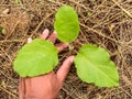 Planting a young eggplant tree Royalty Free Stock Photo