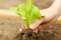 Planting young lettuce plant in Garden