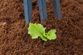 Planting a young lettuce seedling in the ground Royalty Free Stock Photo