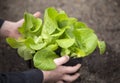 Planting a young lettuce seedling in a vegetable garden