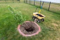 Planting a young maple sapling in a backyard