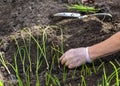 Planting young onion seedlings