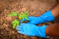 Planting a young papaya tree