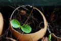 Planting of young papaya tree in used egg shell Royalty Free Stock Photo