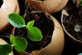 Planting of young papaya tree in used egg shell Royalty Free Stock Photo