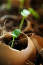 Planting of young papaya tree in used egg shell Royalty Free Stock Photo