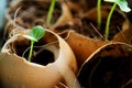 Planting of young papaya tree in used egg shell Royalty Free Stock Photo