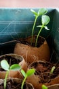 Planting of young papaya tree in used egg shell Royalty Free Stock Photo