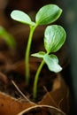 Planting of young papaya tree in used egg shell Royalty Free Stock Photo