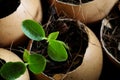 Planting of young papaya tree in used egg shell Royalty Free Stock Photo