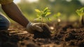 Planting young samplings with gloved hands on the soil in the morning, ecosystem preservation, and reforestation concept