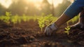 Planting young samplings with gloved hands on the soil in the morning, ecosystem preservation, and reforestation concept