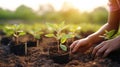 Planting young samplings by hand on the soil, ecosystem preservation, and deforestation concept