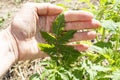 young tomato seedlings outside on a sunny day Royalty Free Stock Photo