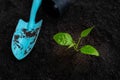 Planting young tree green grow with shovel and pot placed on side on black soil background. seedling sprout growing from seed. Royalty Free Stock Photo