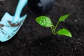 Planting young tree green grow with shovel and pot placed on side on black soil background.