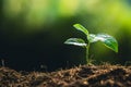 Planting trees growth passion fruit and hand Watering in nature Light and background Royalty Free Stock Photo