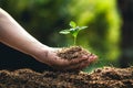 Planting trees growth passion fruit and hand Watering in nature Light and background Royalty Free Stock Photo