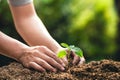 Planting trees growth passion fruit and hand Watering in nature Light and background Royalty Free Stock Photo