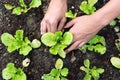 Planting young vegetable