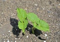 Plantlet of bean