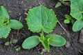 Plantlet of cucumber 1