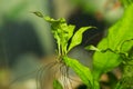 A Java Fern plantlet growing on the mother plant in aquarium Royalty Free Stock Photo