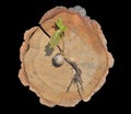 Plantlet of oak 9