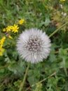 Plantlife botanical garden flowers grass botany Royalty Free Stock Photo