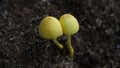 Plantpot dapperling (Leucocoprinus birnbaumii) is known as the yellow toadstool