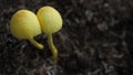 Plantpot dapperling (Leucocoprinus birnbaumii) is known as the yellow toadstool