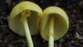 Plantpot dapperling (Leucocoprinus birnbaumii) is known as the yellow toadstool