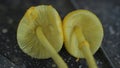 Plantpot dapperling (Leucocoprinus birnbaumii) is known as the yellow toadstool