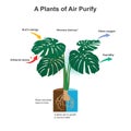 A Plants of Air Purify. Illustration