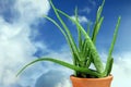 Plants - Aloe Vera - Stem