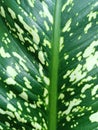 plants with amazing exotic leaves