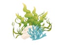 Plants and aquatic marine seaweed vector illustration isolated on white background